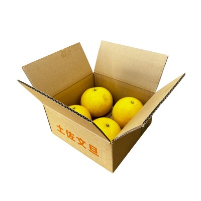 土佐文旦　家庭用2kg(池上果樹園)