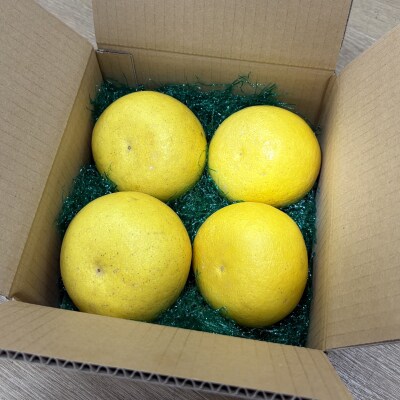 土佐文旦　家庭用2kg(池上果樹園)