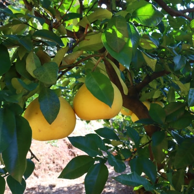 香る!さっぱり!岡林さんの土佐文旦　家庭用5kg