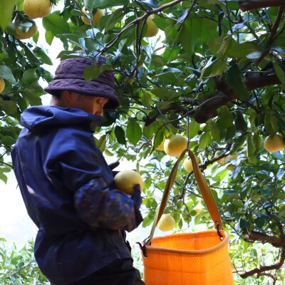 香る!さっぱり!岡林さんの土佐文旦　家庭用5kg