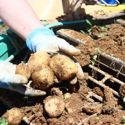 高知水田農園 じゃがいも(男爵)7kg