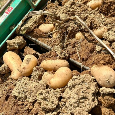 じゃがいも10kg(メークイン)