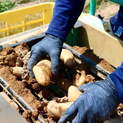 じゃがいも10kg(メークイン)