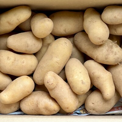 じゃがいも10kg(メークイン)