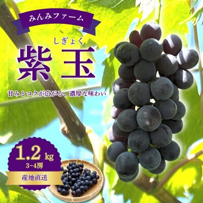みんみファーム　ぶどう　紫玉(しぎょく)　3～4房(1.2kg)