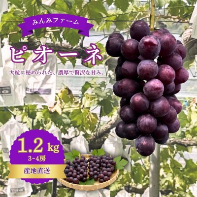 みんみファーム　ぶどう　ピオーネ　3～4房(1.2㎏)