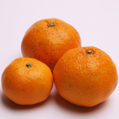 <2026年10月より発送>家庭用 有田みかん10kg+250g(傷み補償分)【訳あり】