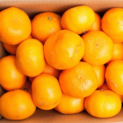 <2026年11月より発送>家庭用 大きな有田みかん10kg+250g(傷み補償分)【訳あり】