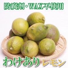 家庭用　黒潮レモン4.5kg+135g(傷み補償分)【防腐剤・WAX不使用】【国産レモン】【訳あり】