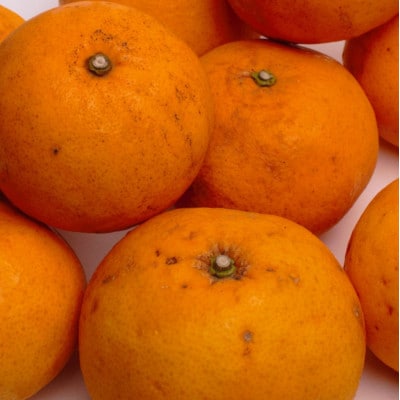 <6月発送>家庭用甘夏柑10kg+300g(傷み補償分)【初夏のみかん】【有田産】【わけあり】