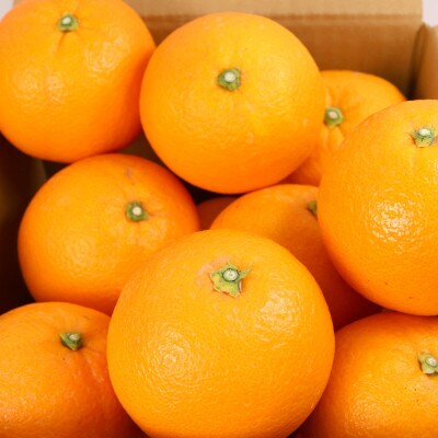 ＜2月より発送＞厳選 ネーブルオレンジ2.5kg+75g(傷み補償分)【光センサー選別】