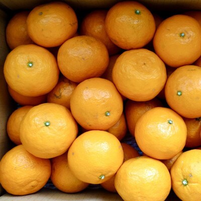【希少柑橘】和歌山県産　なつみ約5kg(S～2Lサイズおまかせ)(太地町)