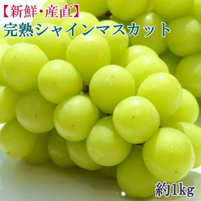 和歌山県産完熟シャインマスカット約1kg【2026年度発送分】(太地町)