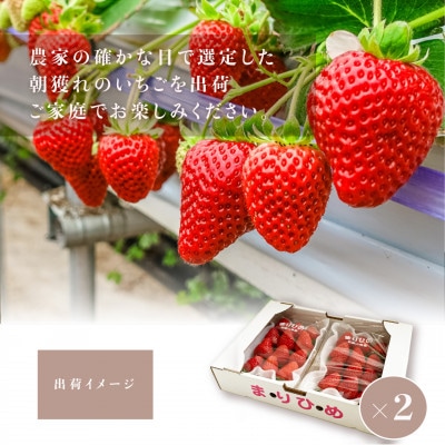 先行受付　まりひめイチゴ L～2L 12粒～15粒×4パック