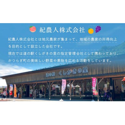 先行予約!　旬の梨　極上秀品(中玉～大玉)6～8個入り　2025年8月中旬頃から発送