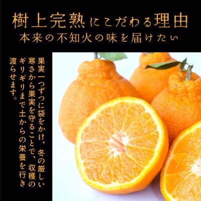 先行予約!【贈答用化粧箱入】 不知火 樹上完熟 約2kg (5～8個入)
