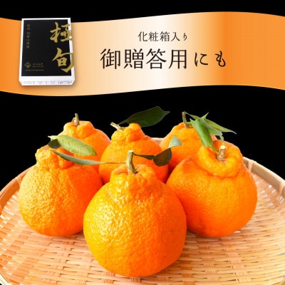 先行予約!【贈答用化粧箱入】 不知火 樹上完熟 約2kg (5～8個入)