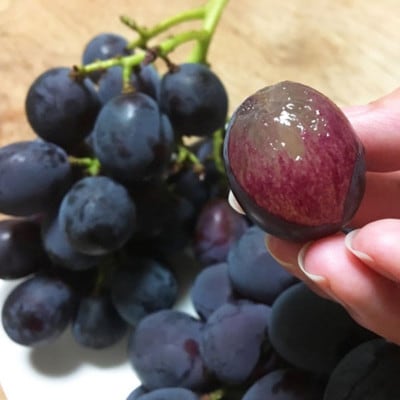 紀州有田産 ブラックオリンピア(ハチミツぶどう) 約2kg【uot005】