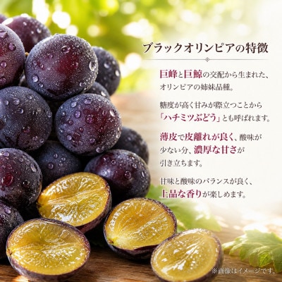 紀州有田産 ブラックオリンピア(ハチミツぶどう) 約2kg【uot005A】