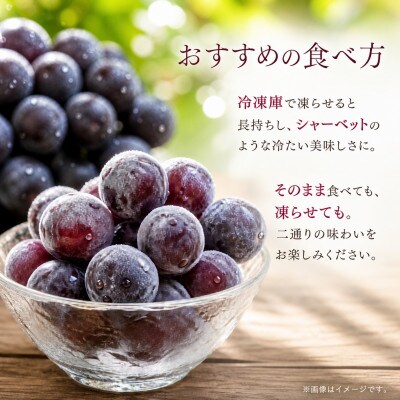 紀州有田産 ブラックオリンピア(ハチミツぶどう) 約2kg【uot005A】