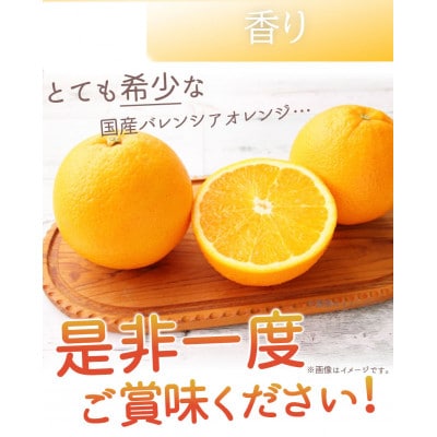 希少バレンシアオレンジ　5kg　※2027年6月下旬頃～7月上旬頃 順次発送予定【uot711】