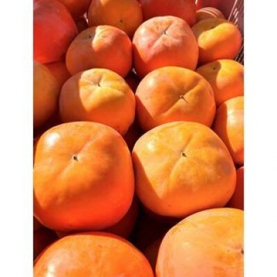 【ご家庭用わけあり】和歌山秋の味覚　平核無柿(ひらたねなしがき) 約7.5kg【uot718A】