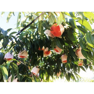 紀州和歌山産の桃　約4kg　化粧箱入 ※2026年6月下旬頃〜8月上旬頃順次発送【uot723A】