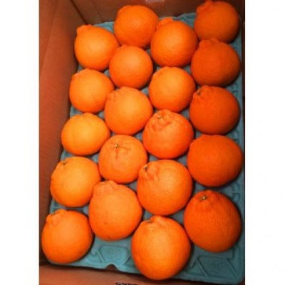 高級ブランド田村の完熟紀州デコ 不知火※2026年2月下旬頃～3月中旬頃に順次発送 【uot731】