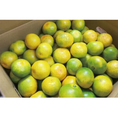 和歌山有田産ゆら早生みかん10kg※2026年10月中旬頃〜11月上旬頃順次発送予定【uot734】