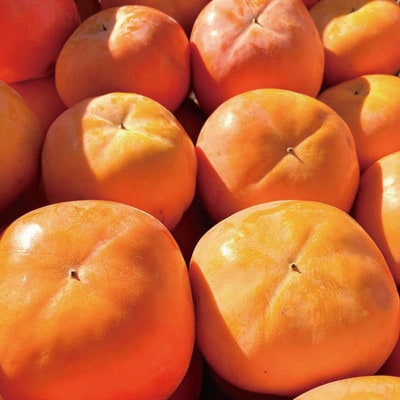 【ご家庭用わけあり】和歌山秋の味覚　平核無柿(ひらたねなしがき)3.5kg【uot740】