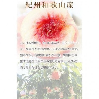 秀品　紀州和歌山産の桃　3玉　化粧箱入　※2026年6月下旬頃～8月上旬頃順次発送【uot750】