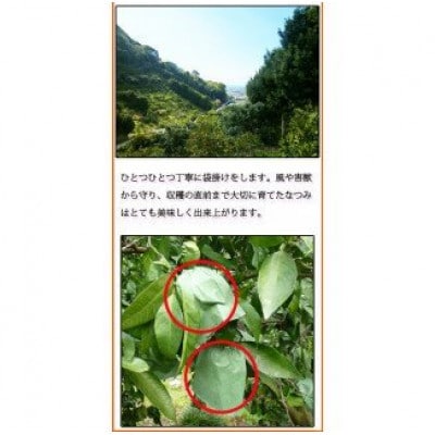 初夏のみかん　なつみ3kg　※2026年4月中旬頃～4月下旬頃順次発送【uot753A】