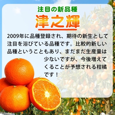 津之輝(つのかがやき)　5kg※2027年2月上旬頃～2月下旬頃に順次発送予定【uot761】
