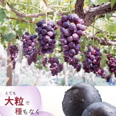 紀州和歌山産 ピオーネ 約2kg ※2026年8月下旬頃〜9月下旬頃に順次発送【uot781】