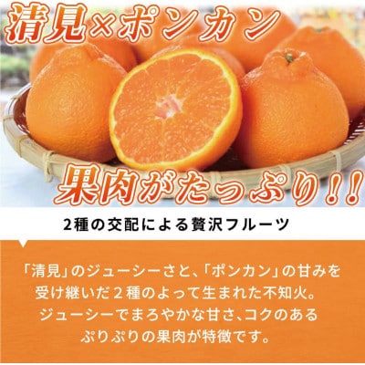 有田産不知火(しらぬひ) 2.5kg ※2026年2月中旬頃〜3月中旬頃順次発送予定【uot794】