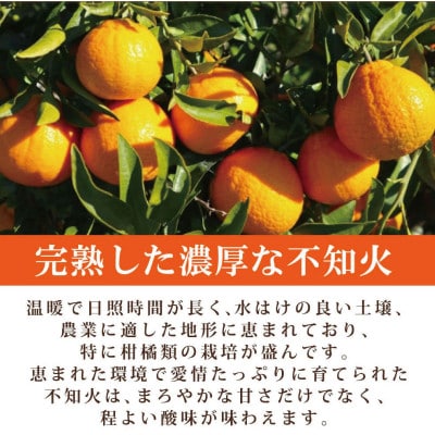 有田産不知火(しらぬひ) 2.5kg ※2026年2月中旬頃〜3月中旬頃順次発送予定【uot794】