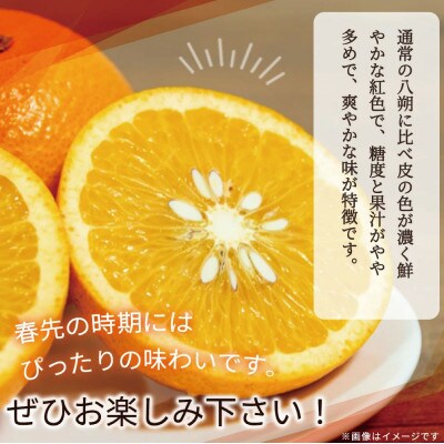 紀州有田産木成り完熟紅八朔8kg ※2026年2月末頃〜3月中旬頃に順次発送予定【uot795】