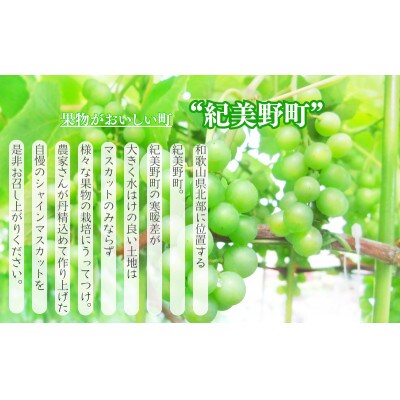 和歌山産 シャインマスカット 約2kg ※2026年8月下旬頃〜9月上旬頃に順次発送【uot798】