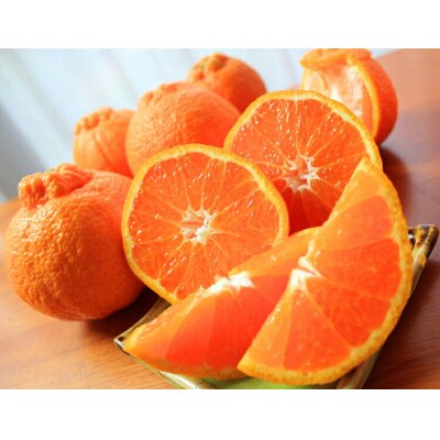 【ご家庭用訳あり】紀州有田産不知火(しらぬひ) 約3kg【uot830A】