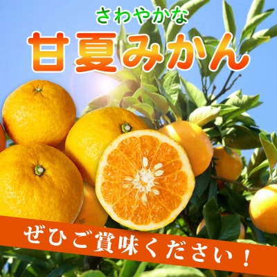 【ご家庭用訳あり】紀州有田産 すっきり爽やか 甘夏みかん 8kg【uot847】
