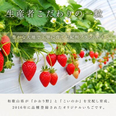 紀州和歌山ブランドいちご「紀の香」約250g×4P※1月中旬～3月中旬頃順次発送【uot868】