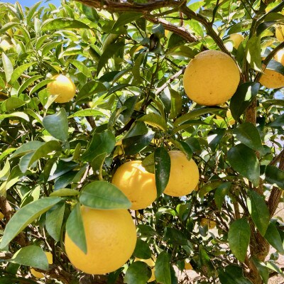 白砂糖不使用 綾日向夏オレンジピールチョコセット(2種類/2箱)