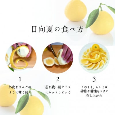 初春の旬「日向夏」種なし2.5kg