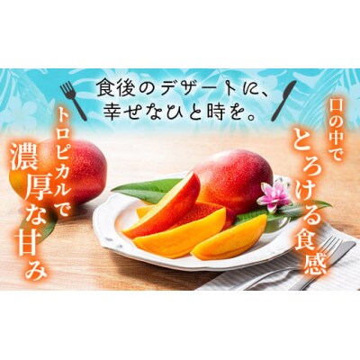 完熟 マンゴー 2L 2玉 700g以上