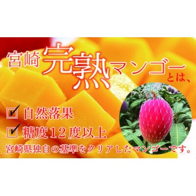 完熟 マンゴー 2L 2玉 700g以上