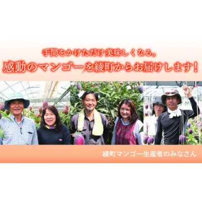 完熟 マンゴー 2L 2玉 700g以上