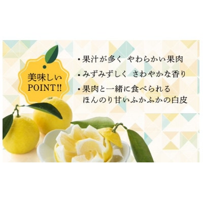 今が旬‼日向夏(種なし)2.5kg