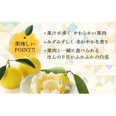 初春の旬 日向夏 (種少なめ)2.5kg