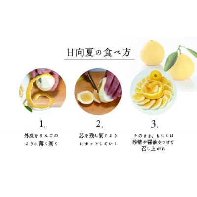 初春の旬 日向夏 (種少なめ)2.5kg