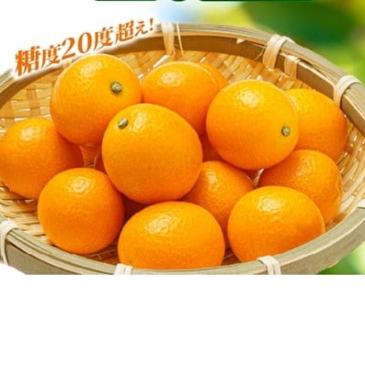 きんかん「宮崎夢丸」1kg